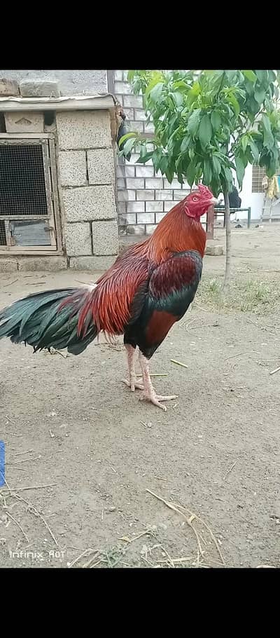 aseel murgha for sale مرغا