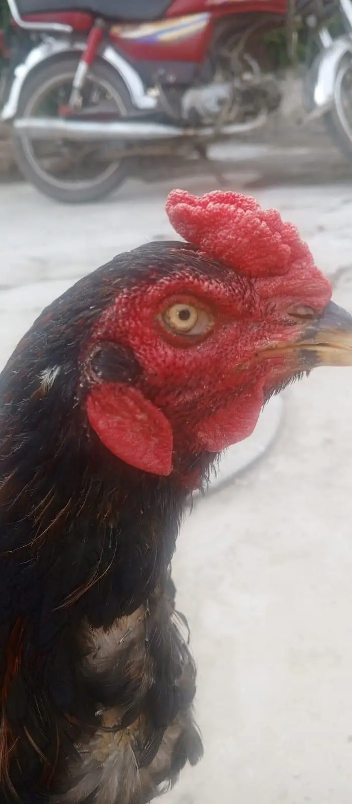Pure thai thai crass — photo 4