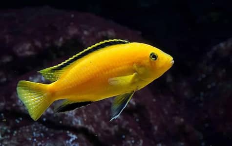Electric Yellow Cichlid