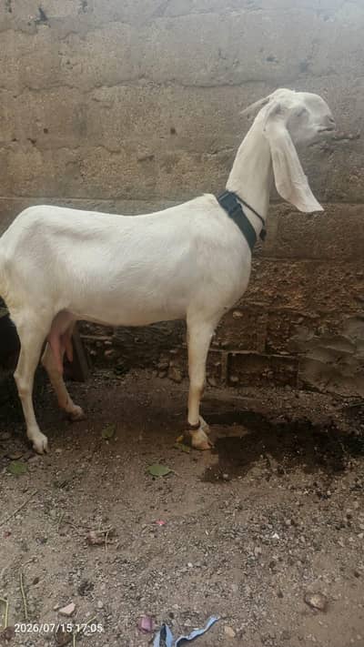 goat female available for sale 03232292089