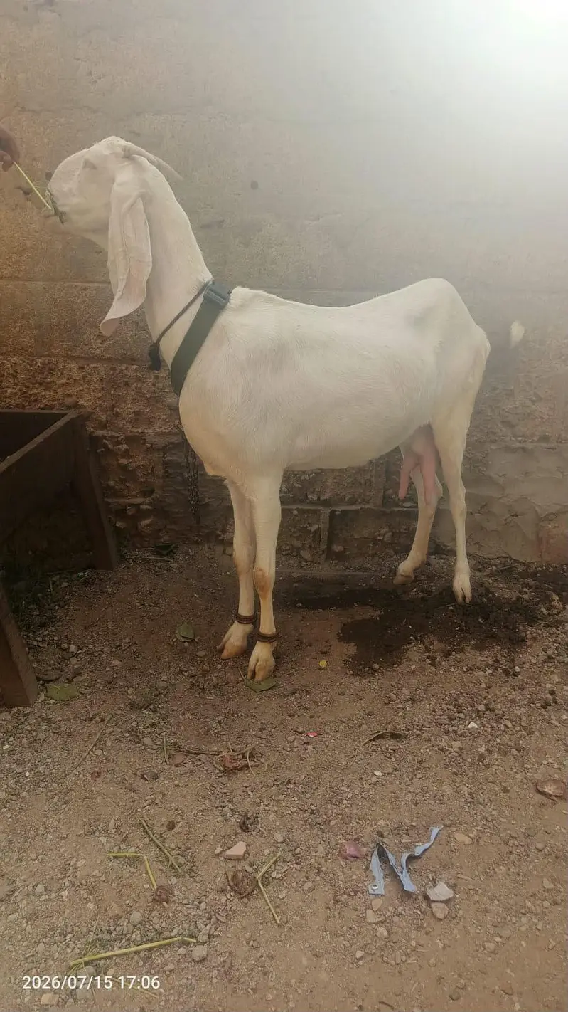 goat female available for sale 03232292089 — photo 2