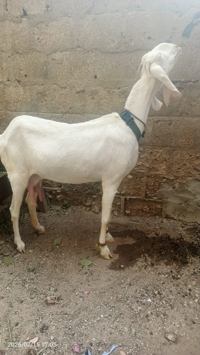 goat female available for sale 03232292089 — photo 3