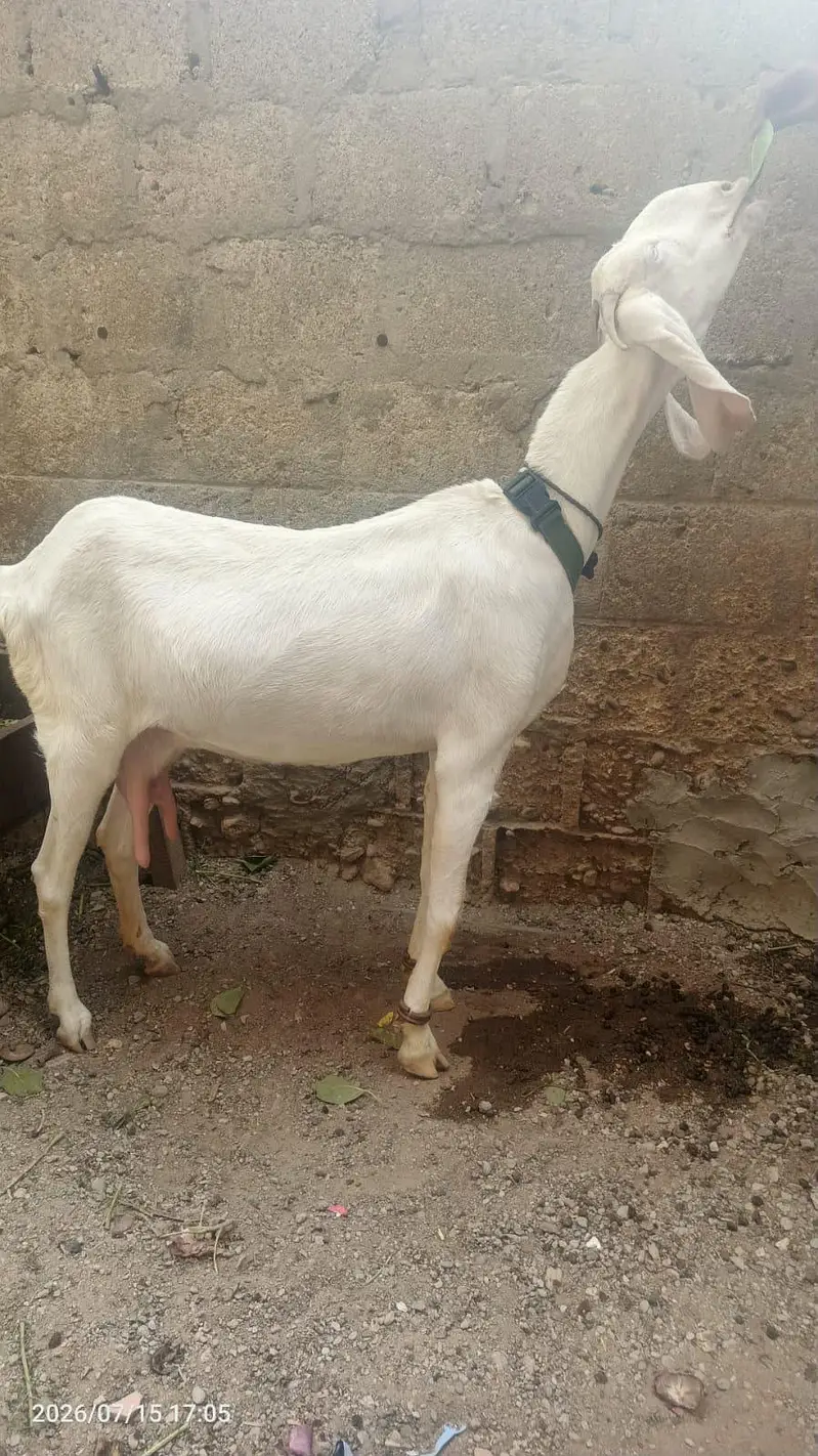 goat female available for sale 03232292089 — photo 4