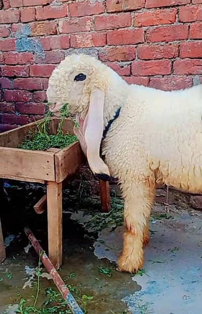 kajla chatra for sale age 4/5 month big frame bacha