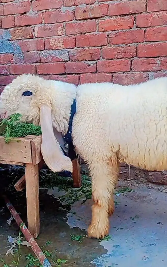 kajla chatra for sale age 4/5 month big frame bacha — photo 2