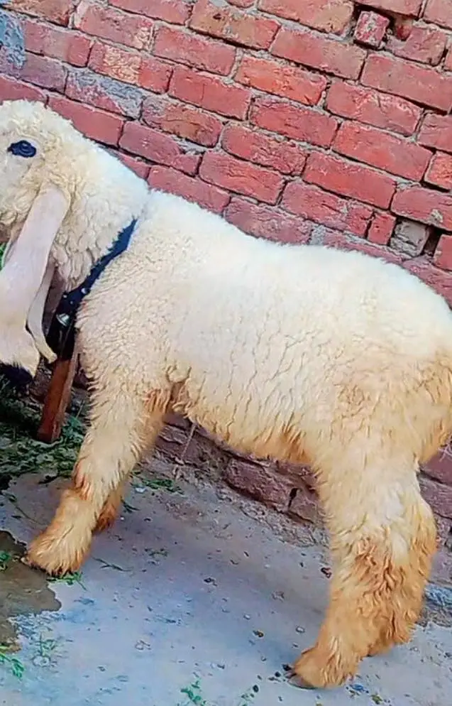 kajla chatra for sale age 4/5 month big frame bacha — photo 3