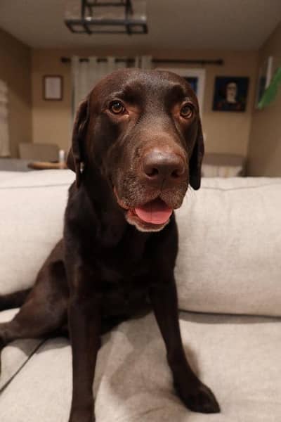 Breeder female Labrador