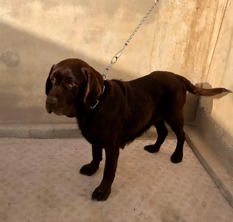 Breeder female Labrador — photo 2