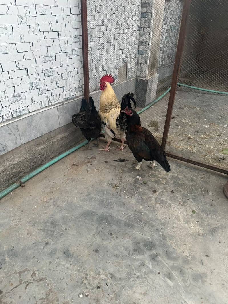 Egges hens 2 0