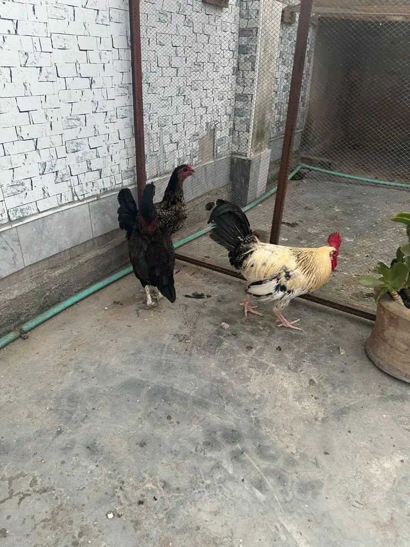 Egges hens 2 — photo 2