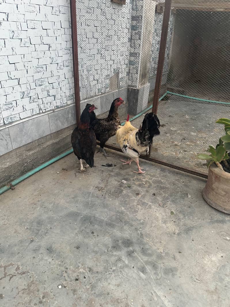 Egges hens 2 2