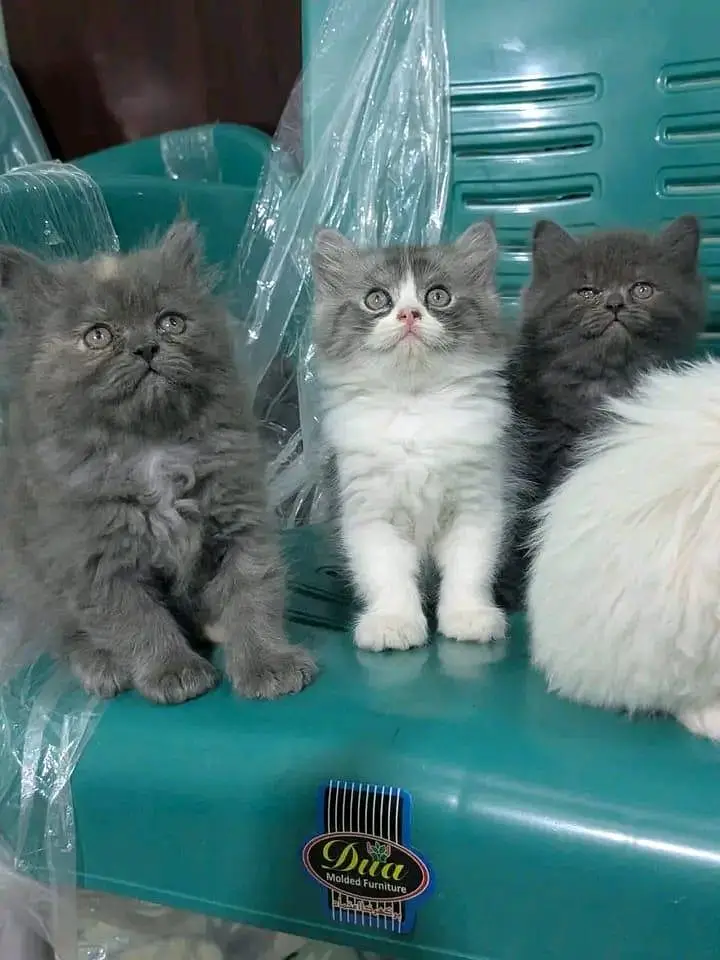 Quality Persian Kittens 3 Coated \/\/atsp 03 | 40 | 482 | 6941:-$ :-$ — photo 2