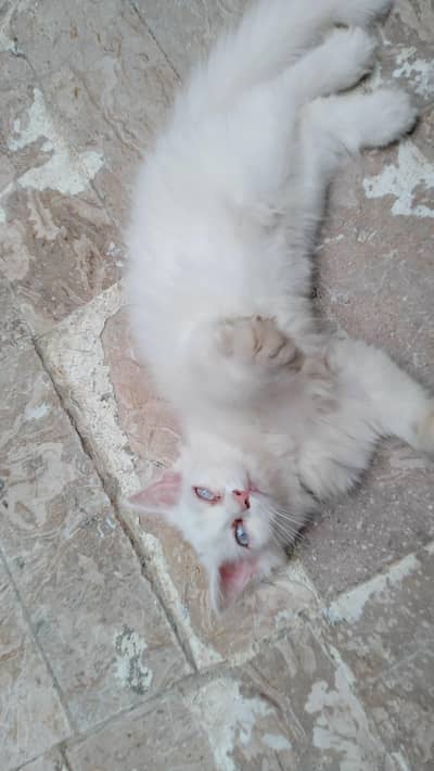 Persian kitten