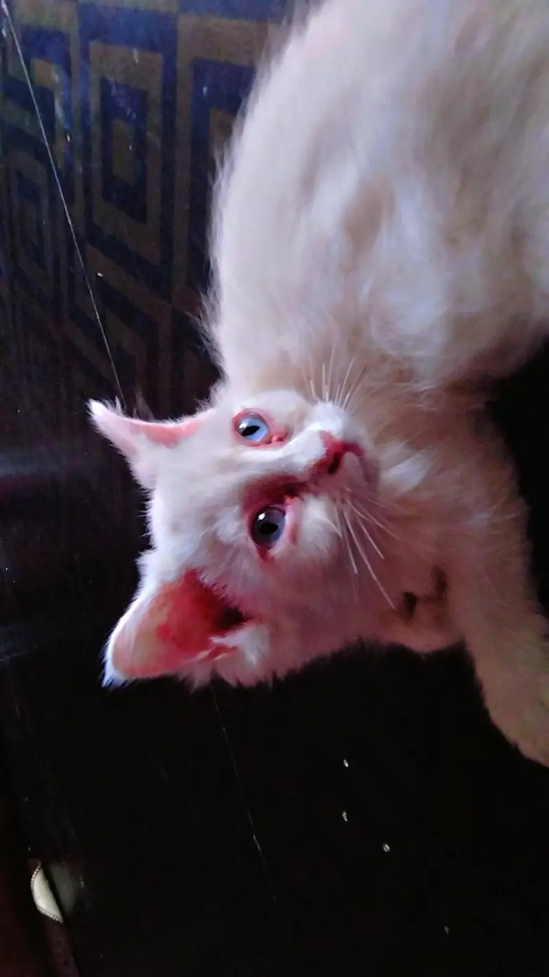 Persian kitten — photo 2