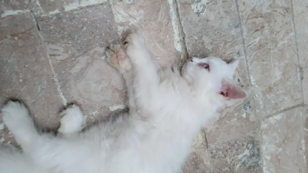 Persian kitten — photo 3