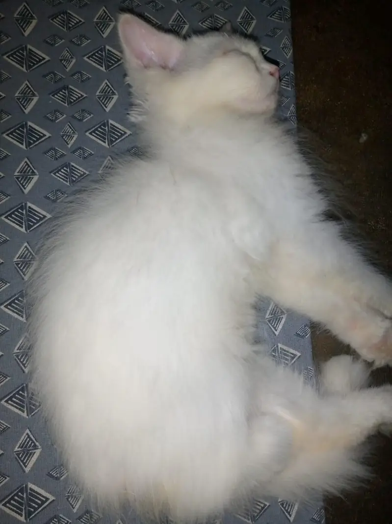 Persian kitten — photo 4