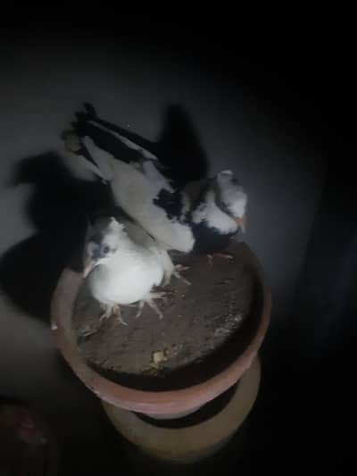 I want urgent sale of my fancy pigeons pair