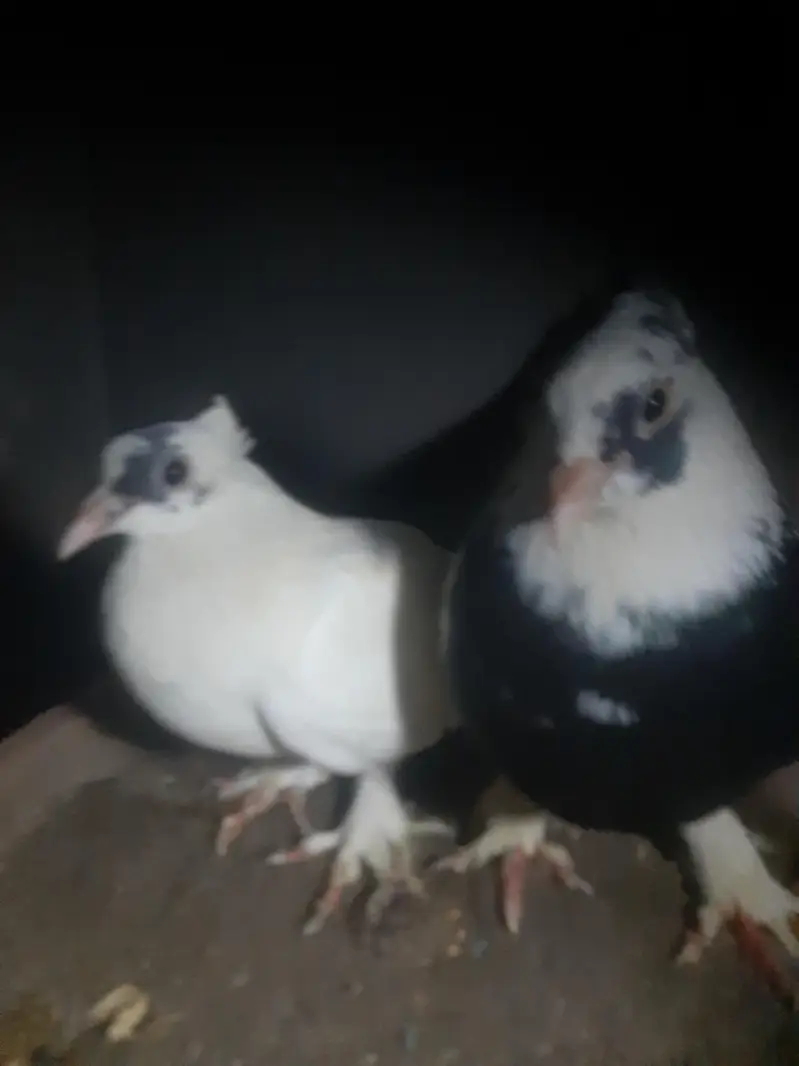I want urgent sale of my fancy pigeons pair — photo 2