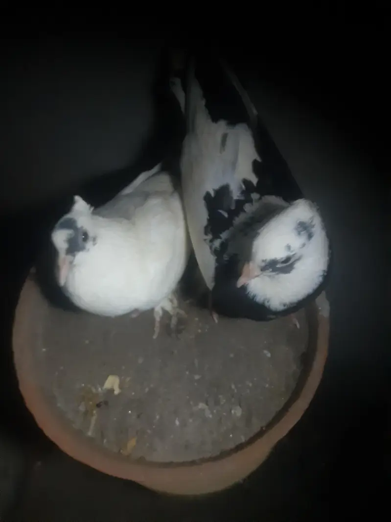 I want urgent sale of my fancy pigeons pair — photo 4