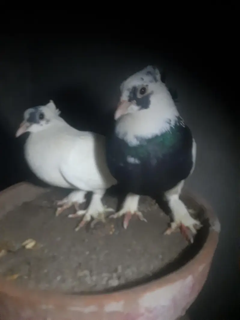 I want urgent sale of my fancy pigeons pair — photo 5