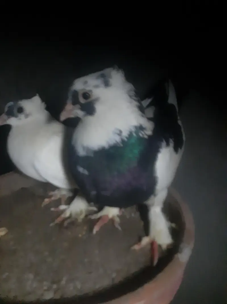 I want urgent sale of my fancy pigeons pair — photo 6