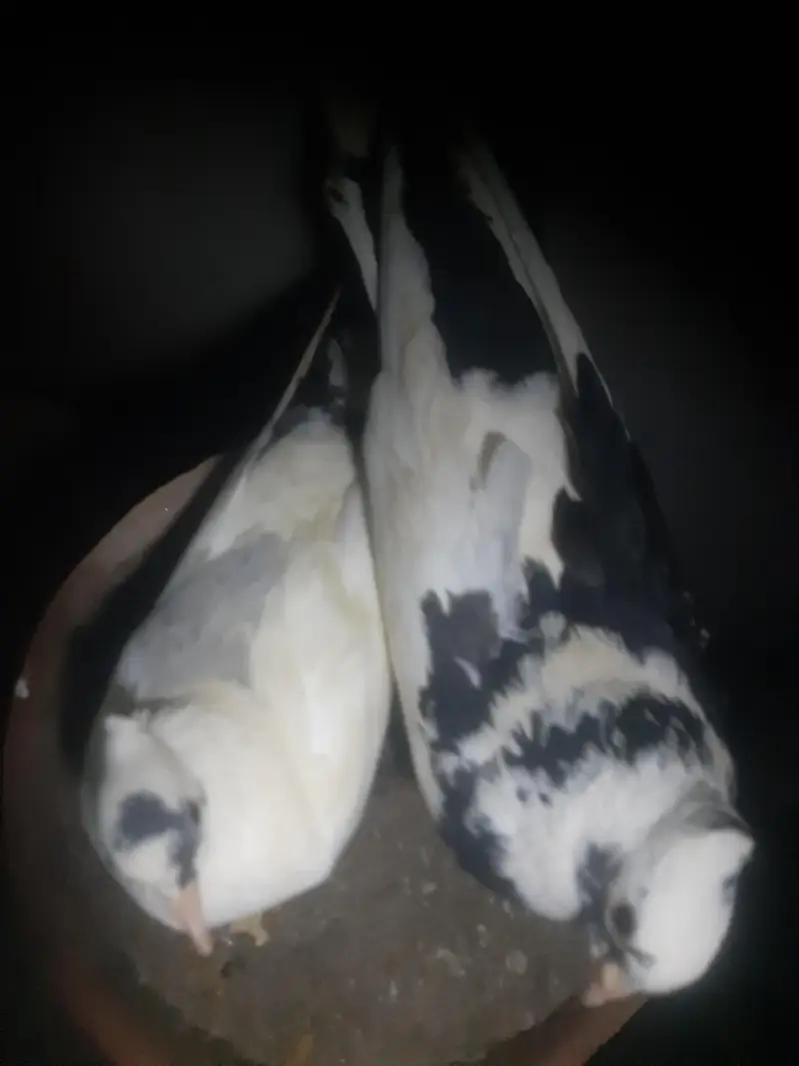 I want urgent sale of my fancy pigeons pair — photo 7