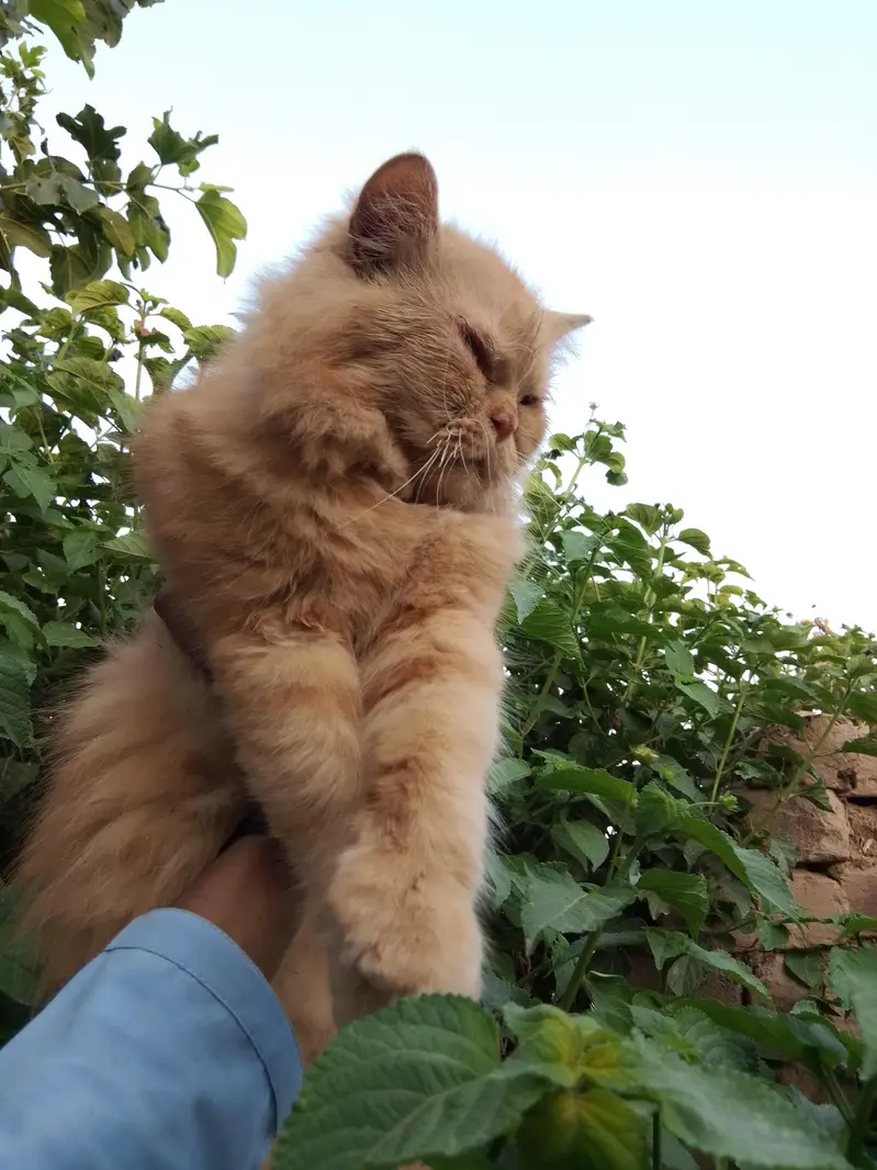 punch face male ha or sat kiten ha 03714431829 — photo 2