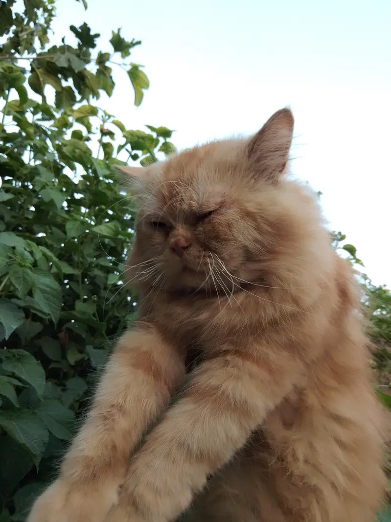 punch face male ha or sat kiten ha 03714431829 — photo 3
