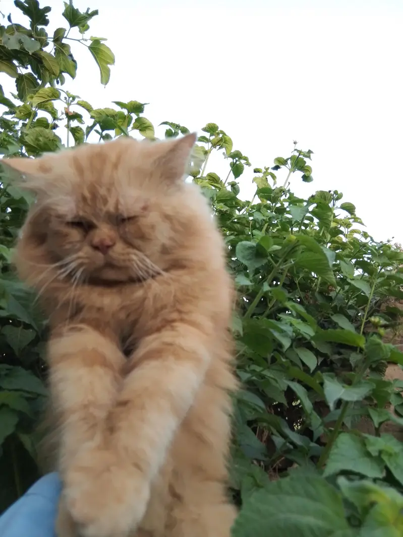 punch face male ha or sat kiten ha 03714431829 — photo 4