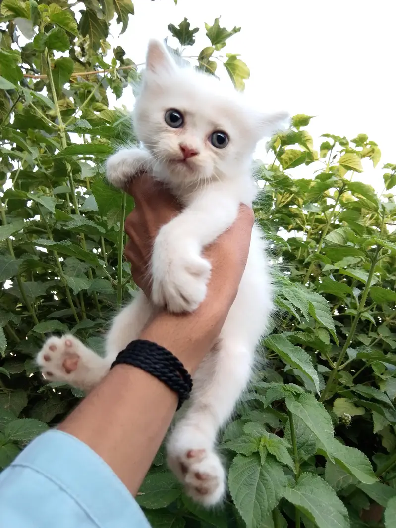 punch face male ha or sat kiten ha 03714431829 — photo 5
