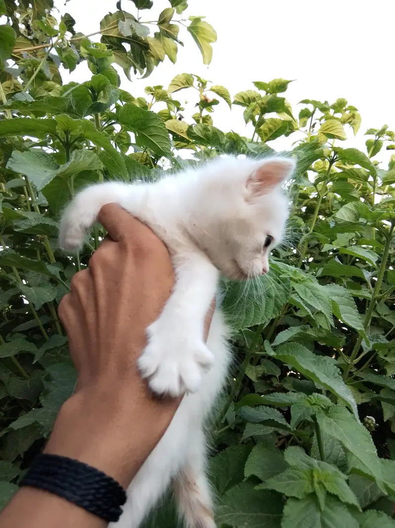 punch face male ha or sat kiten ha 03714431829 — photo 7