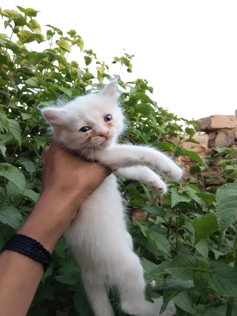 punch face male ha or sat kiten ha 03714431829 — photo 8
