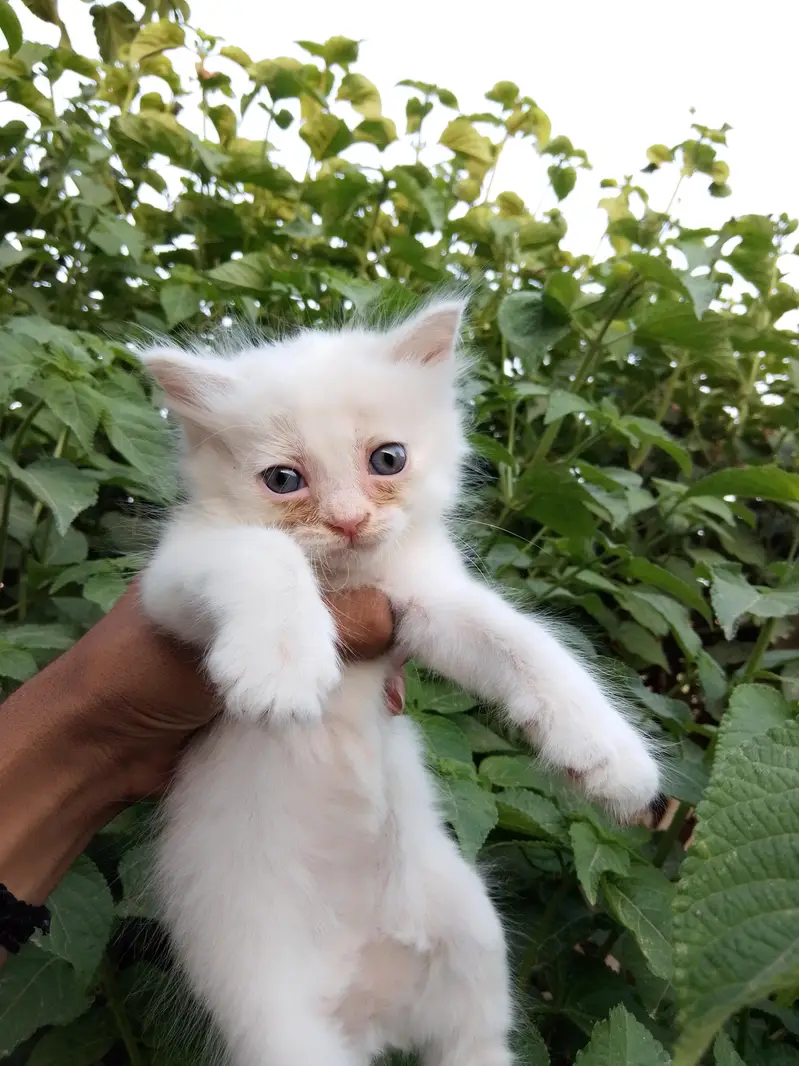 punch face male ha or sat kiten ha 03714431829 — photo 9
