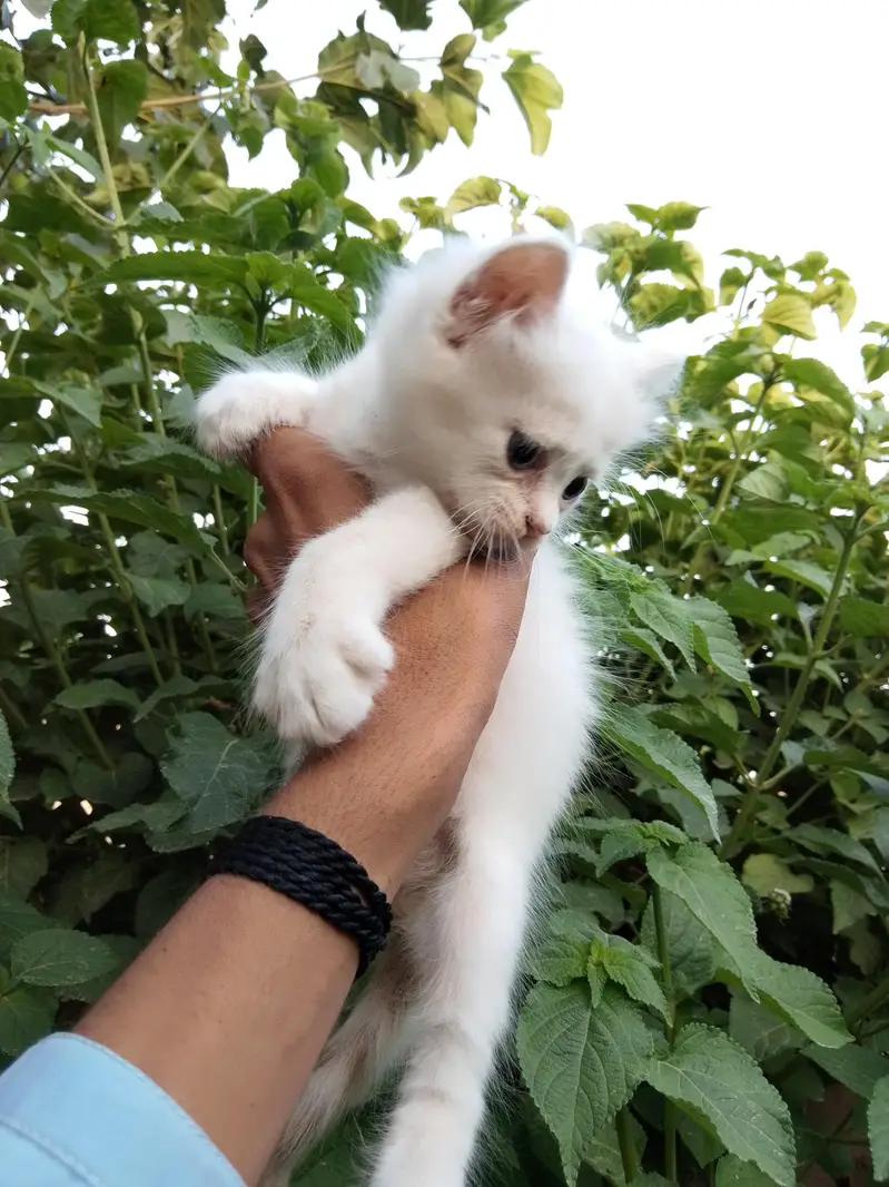 punch face male ha or sat kiten ha 03714431829 — photo 10