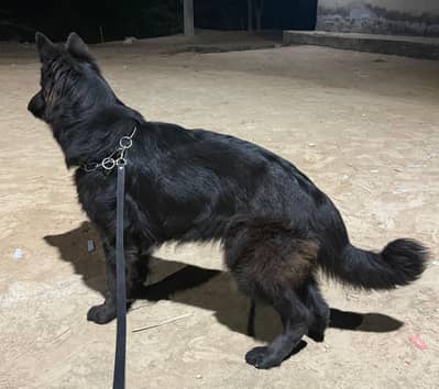 black German Shepherd pink padigree female long coat vailable for sale