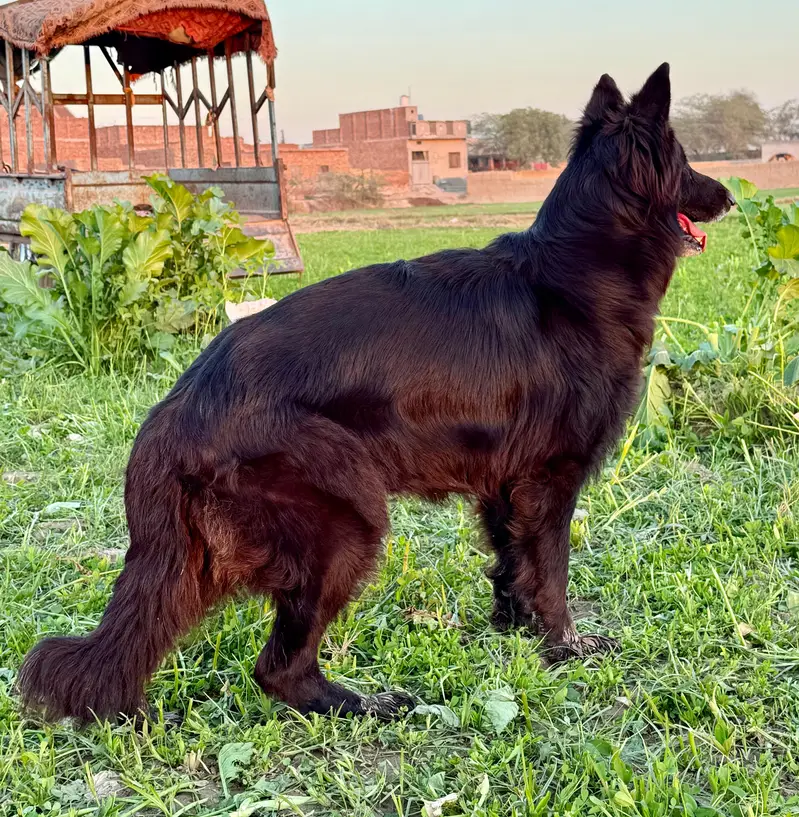 black German Shepherd pink padigree female long coat vailable for sale — photo 2