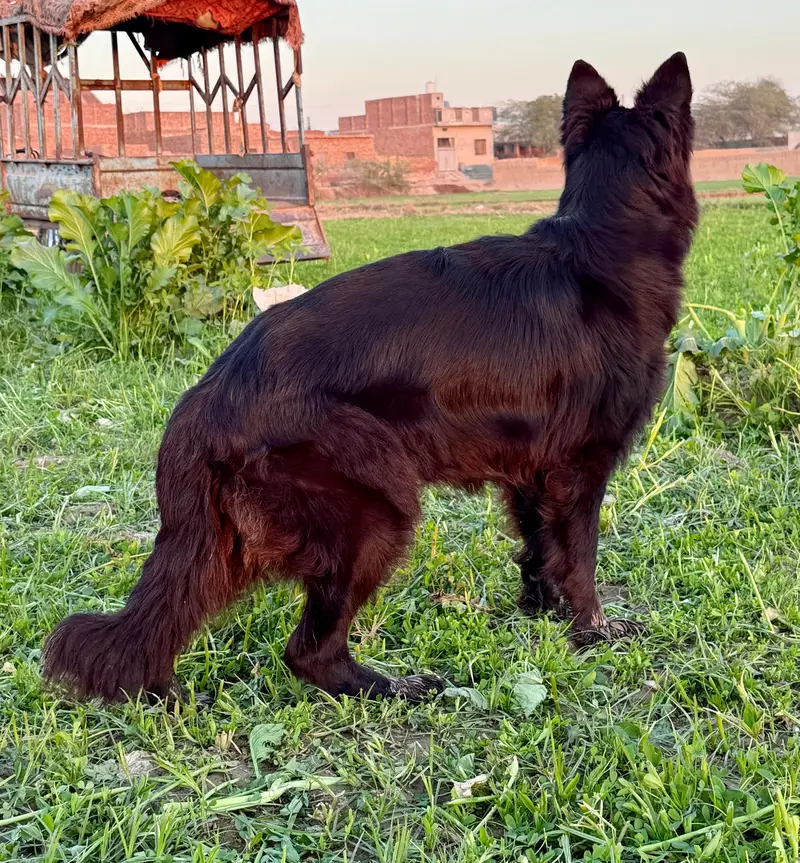 black German Shepherd pink padigree female long coat vailable for sale — photo 3