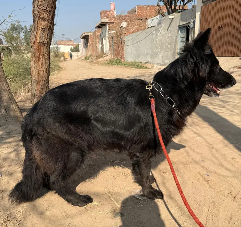 black German Shepherd pink padigree female long coat vailable for sale — photo 4