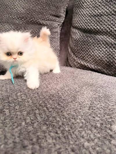 Quality Persian Kittens 3 Coated \/\/atsp 03 | 40 | 482 | 6941:-$ :-$