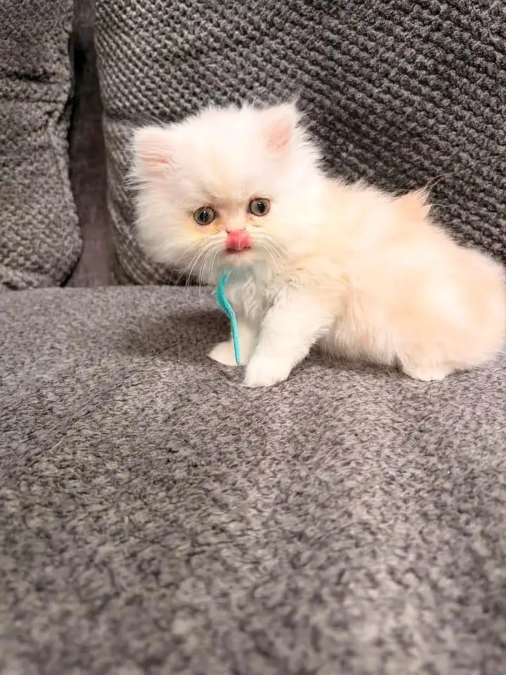 Quality Persian Kittens 3 Coated \/\/atsp 03 | 40 | 482 | 6941:-$ :-$ — photo 2