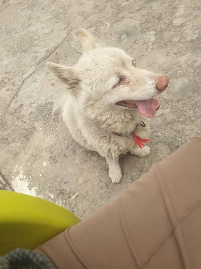 Russian White Dog