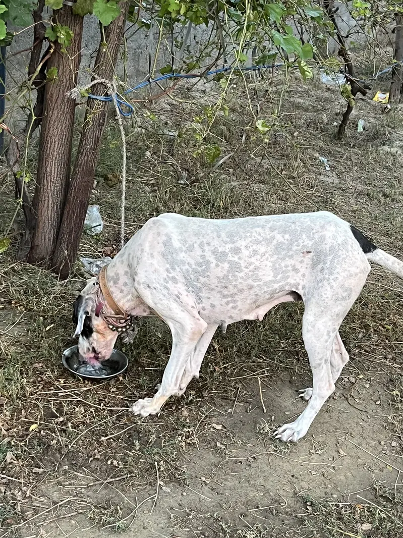 Kohati bulltyre — photo 2
