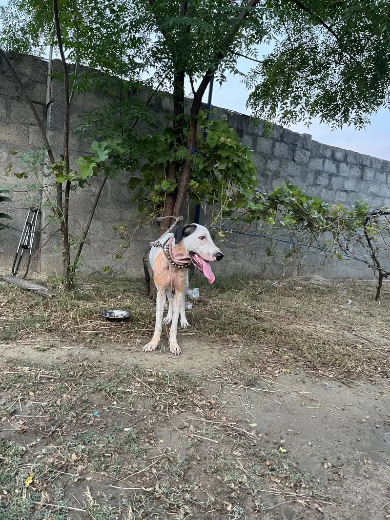 Kohati bulltyre — photo 3