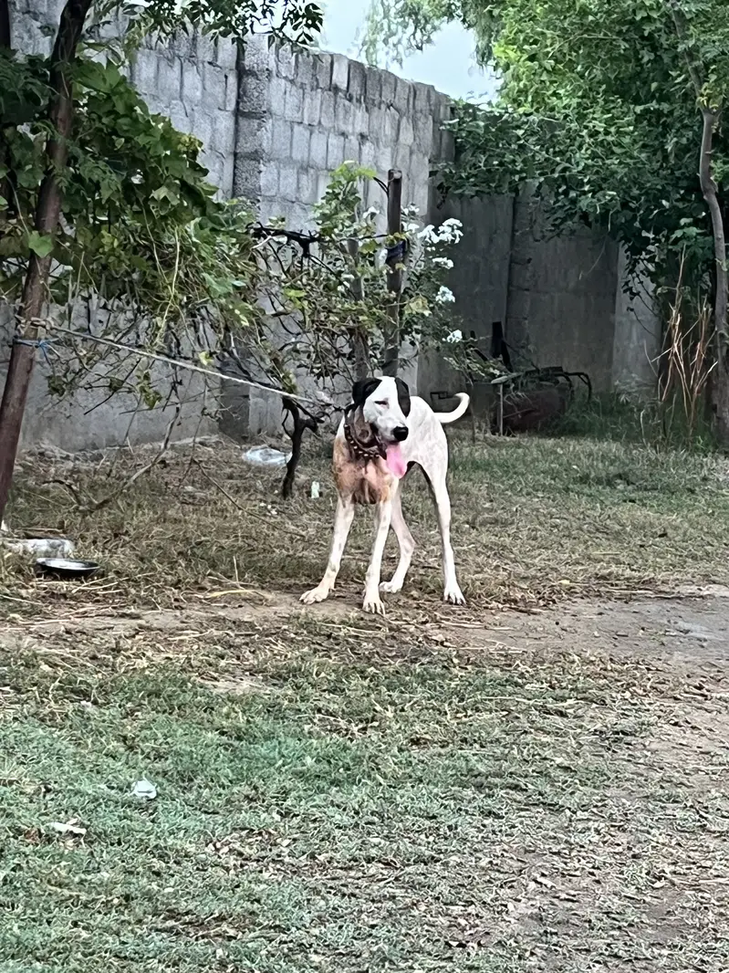 Kohati bulltyre — photo 5