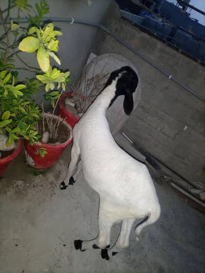 Dumba Available for sale healthy and Active 03352725761