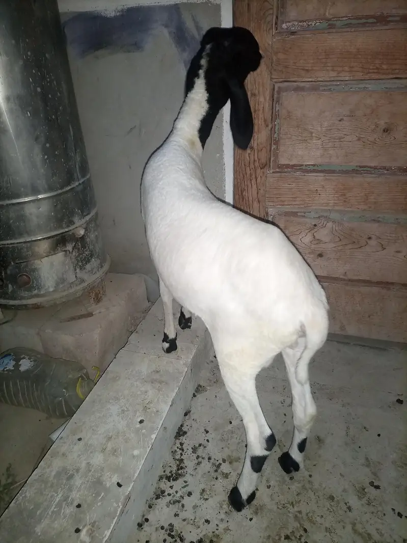 Dumba Available for sale healthy and Active 03352725761 — photo 2