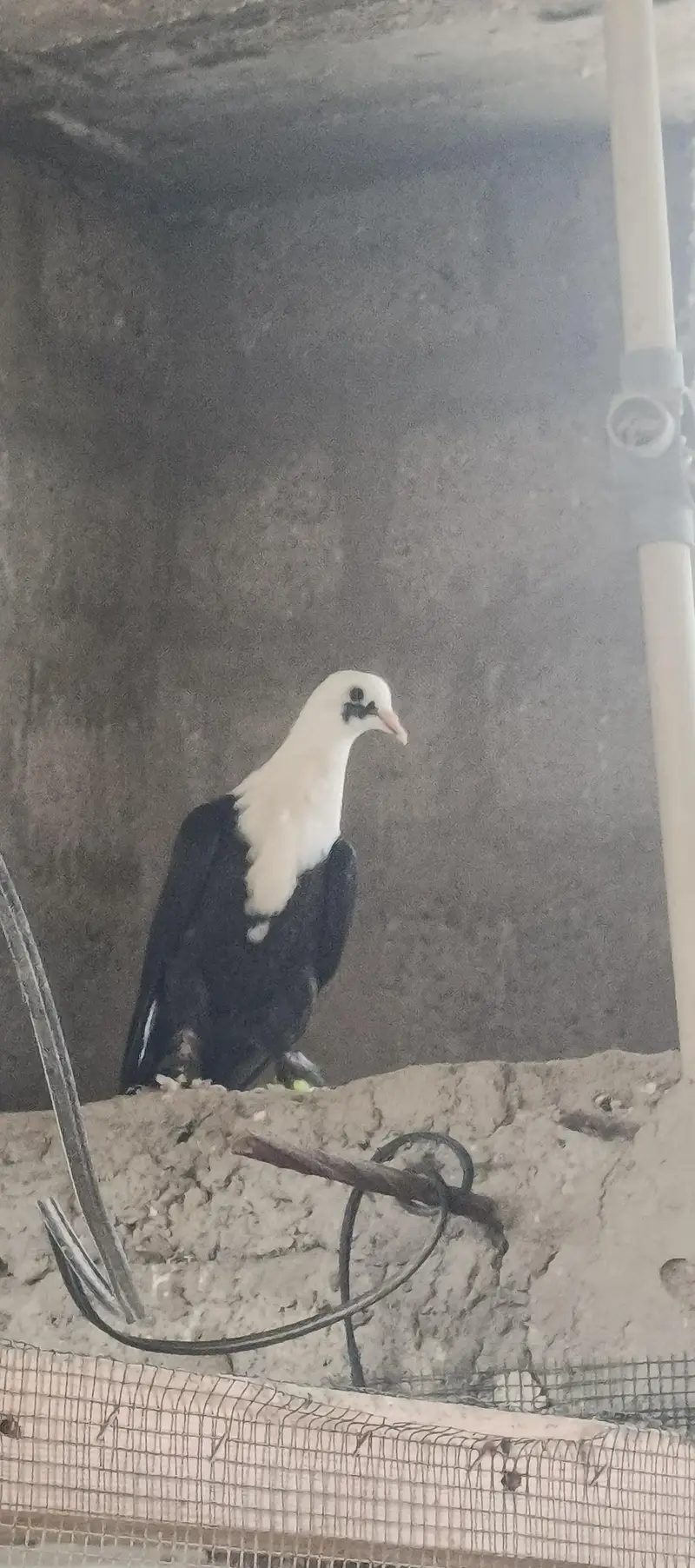 Karbali — photo 3