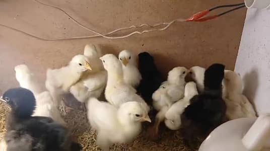 White silky light brahma Black brahma light Sussex chicks available