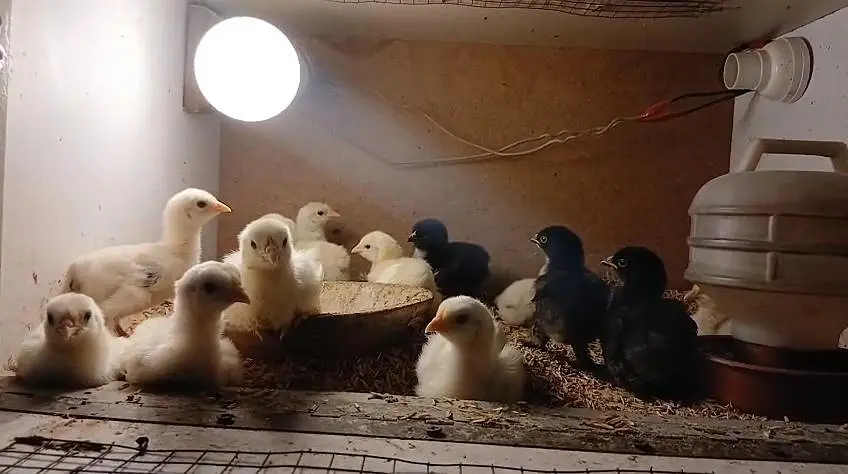 White silky light brahma Black brahma light Sussex chicks available — photo 2