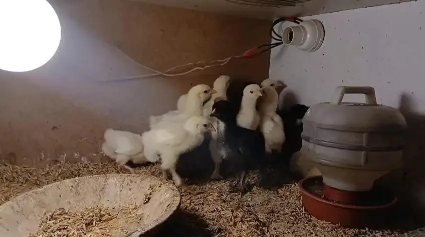 White silky light brahma Black brahma light Sussex chicks available — photo 3